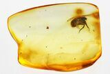 Detailed Fossil Tumbling Flower Beetle (Mordellidae) in Baltic Amber #321756-1